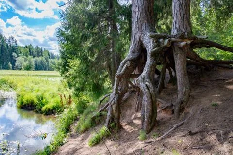 Old Devils tree near river Foto stock