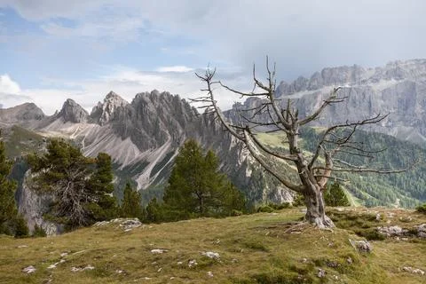 Old died pine tree over an alpine pasture in Dolomites Stock Photos