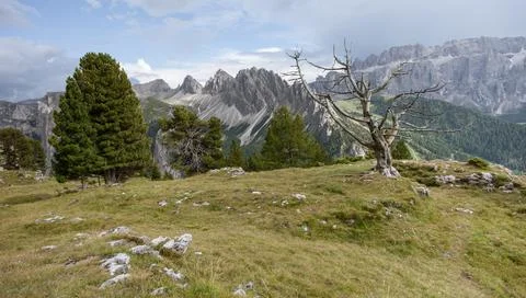 Old died pine tree over an alpine pasture in Dolomites Stock-Fotos