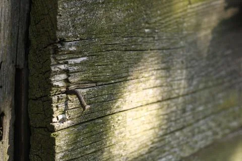 Old, dilapidated barn, boards falling off. Stock Photos