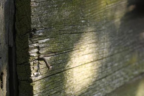Old, dilapidated barn, boards falling off. Stock Photos