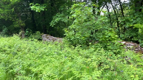 Old Dilapidated Dry Stone Wall In Mendip Forest. Somerset, England. Vídeo Stock 195946731