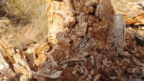 An old dilapidated tree has fallen apart from age Stock Footage 129038228