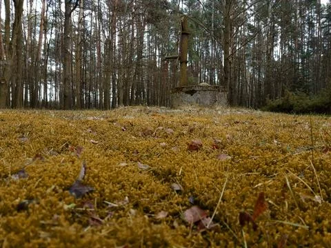 An old dilapidated wall in forest 스톡 사진