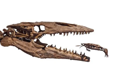 Old dinosaur skeleton isolated on white. Tyrannosaurus Rex skeleton Stock Photos