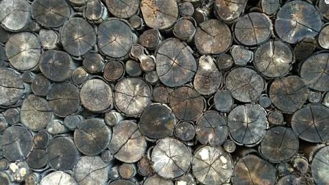 Old dirt tree stumps background Stock Photos