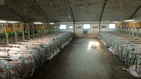 Old dirty pig farm inside. Pregnant sows waiting to be fed Stock Footage 168644817
