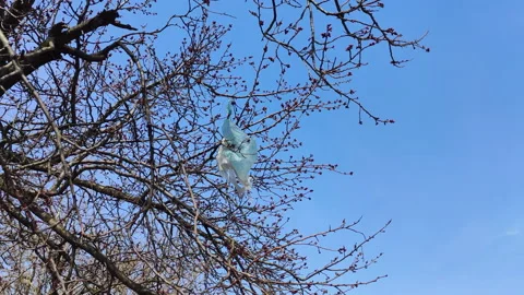An old dirty plastic bag hangs on the branches of a tree. Stock Footage 152947335