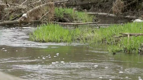Old dirty river Stock Footage 742913