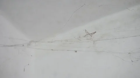 Old dirty spider web Stock Footage 88784437