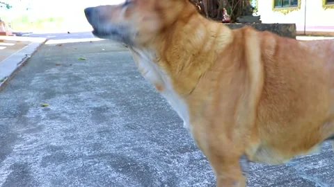 Old dirty stray dog with fleas scratches itself in Thailand. Stock Footage 304683684
