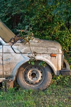 Old dirty SUV with tree growing through it shows nature reclaiming human spaces Stock Photos