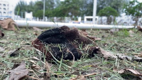 Old dirty wet sock close up on grass field windy day Stock Footage 287685149