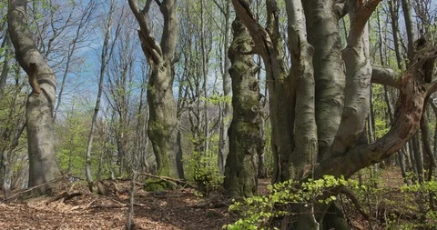 Old, distorted trees in the old forest, Europa, 4k Stock Footage 89647974
