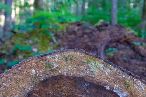 Old distressed tree ring cross section Foto stock