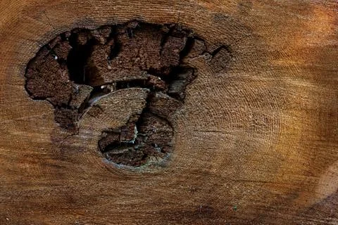Old distressed tree ring cross section Stock Photos