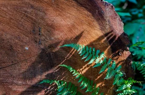 Old distressed tree ring cross section Stock Photos