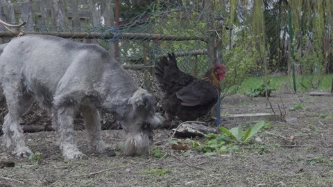 An old dog and hen. Stock Footage 154659260