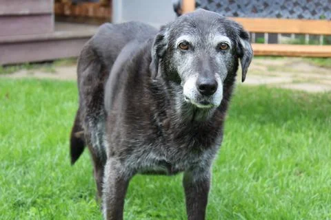 Old Dog in The Backyard Stock Photos