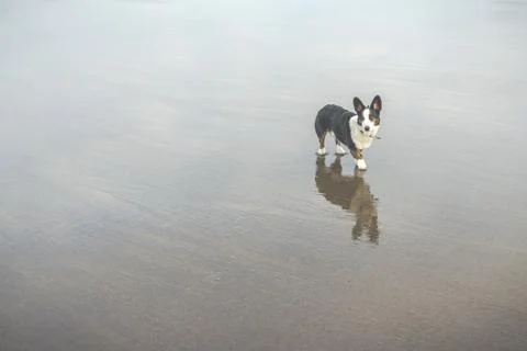 Old dog on the beach. Stock Photos