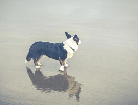 Old dog on the beach. Stock Photos