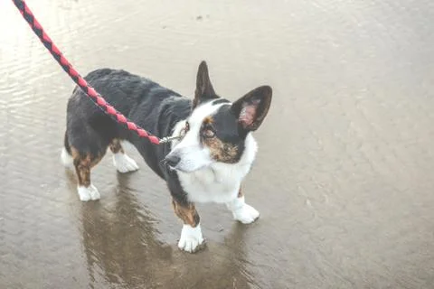 Old dog on the beach. Stock Photos