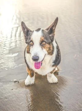Old dog on the beach. Stock Photos