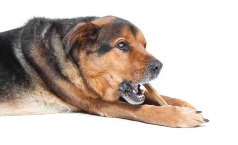 Old dog with bone Stock Photos