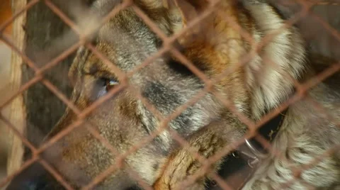 Old dog in a cage Video stock 957531
