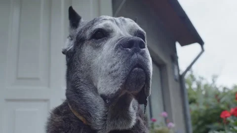 Old dog of a  Cane Corso breed guarding a house. Stock Footage 167337938
