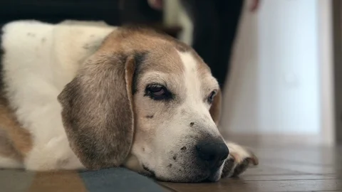 Old dog dozing and tired on the floor waiting for his owner who does workout  Vidéo 128829344