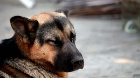 Old dog german shepherd Stockbeeldmateriaal 43708728