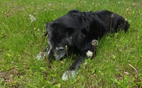 Old dog gnaws on a bone in the grass. Stock Footage 335950738