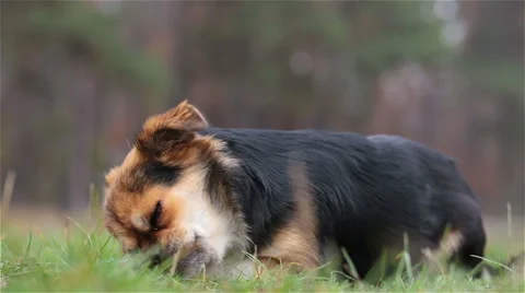 Old dog gnaws the stick. Stockbeeldmateriaal 56673359