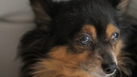 Old dog at home Stock Footage 78886833