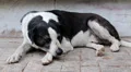 Old dog lying on the road in Athens, Greece HD Footage