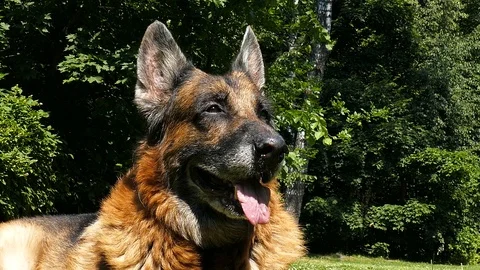 Old dog outdoors Stock Footage 91372556
