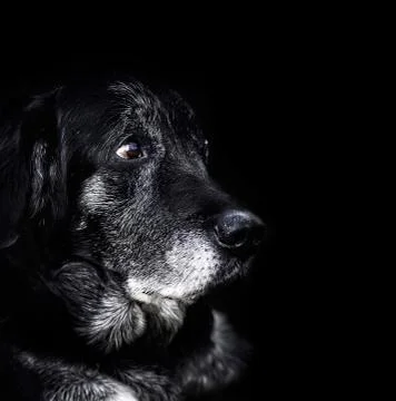 Old dog Stock Photos