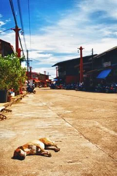 Old dog Stock Photos