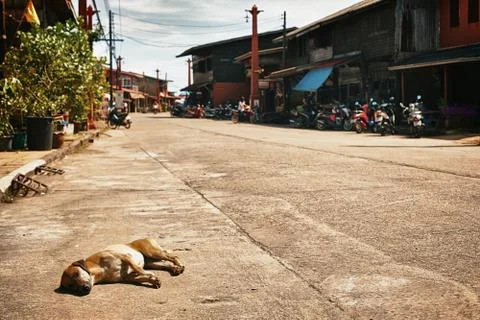 Old dog Stock Photos