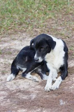 Old dog Stock Photos