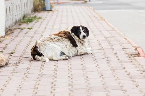 Old dog Stock Photos