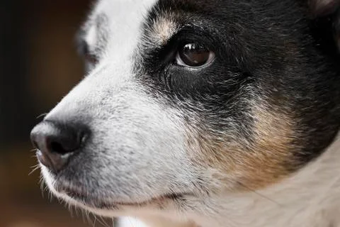 Old Dog Stock Photos