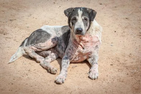 Old dog Stock Photos