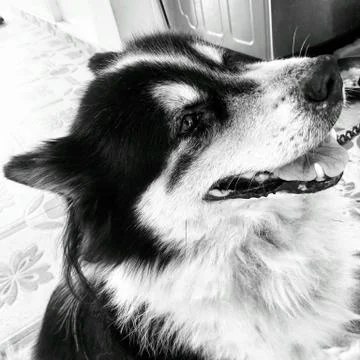 The old dog Stock Photos