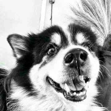 The old dog Stock Photos