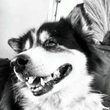 The old dog Stock Photos