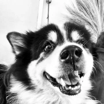 The old dog Stock Photos