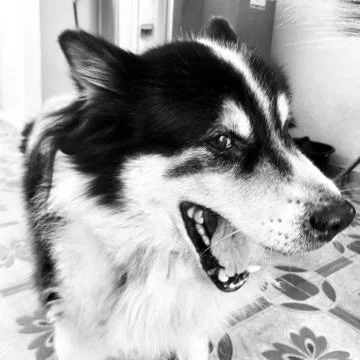 The old dog Stock Photos