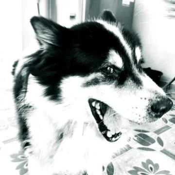 The old dog Stock Photos